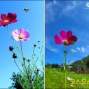 정원야생화 이미지