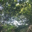 야콘부부농장 이미지