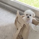 반려동물 애견 미용 이미지