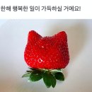 고냥이네 이미지