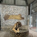 정대농장 | 태국패키지여행 3일차 악어농장