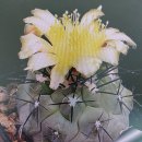 유럽산 Short spine Copiapoa montana(단자 코피아포아 몬타나) 이미지