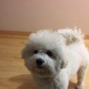 복덩이떡볶이 이미지