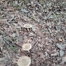 자연산 잡버섯 (삶아 손질완료) 이미지
