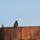 청년, Forest | [2025년 경기청년 해외 취창업 기회 확충사업] 경청스타즈 인도 벵갈루루 2️⃣0️⃣일차 (타지마할, 아그라...