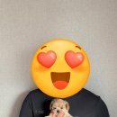 화이트 퍼피 강아지 송파점 이미지