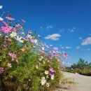 호법 코스모스길 이미지