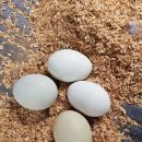 고노골농장 이미지