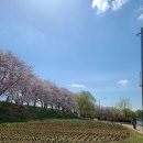 2022.4.1.순천~구례 벚꽃라이딩 이미지