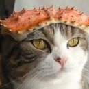키요시 이미지