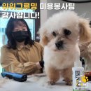 위위그루밍 네이버블로그
