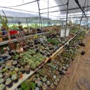 인수다육 이미지