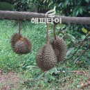 과일랜드 Daum카페
