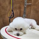 멜팅그루밍 이미지