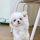 꼬마강아지 이미지