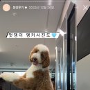 퍼피멜로디 이미지