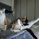 다다그루밍 이미지