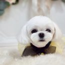 도블리펫 이미지