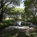 우포늪 티스토리