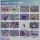 신안짱뚱어