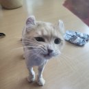 카밍캣 고양이미용 이미지