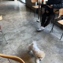 플레이도그 | [대구 근교 애견카페] 666도그플레이 방문후기 (내돈내산)