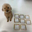 소풍동물병원 | 강아지 화식 추천｜레시펫 솔직후기 첫 급여 반응 영상 O