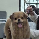 유니댕댕 이미지