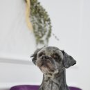 단비펫살롱 이미지