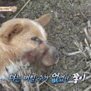 동물농장 이미지