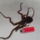 소라잡는댕댕이 이미지