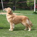 도로시 퍼피 이미지