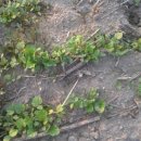 영찬농장 이미지