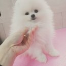 하꾸나마루다 이미지