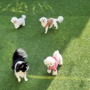 부산애견호텔 강아지유치원 펫퍼센트&코모네하우스 | 부산강아지호텔 펫호텔 찾는다면 펫퍼센트&amp;코모네