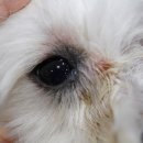 365동판교동물병원 이미지