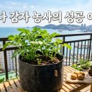 빛가리농장 | 초보자도 쉬운 실내 감자 재배: 물 주기, 북주기, 병충해 방제 총정리