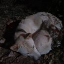 5화: 사진기호와 문자기호의 비동일성의 동일성, 그 패러독스- 지상으로 내려온 달 이미지
