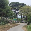 경북 문경 봉천사 개미취 꽃축제 #1 이미지