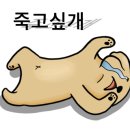 훈이애견 이미지