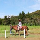 송당승마장 이미지