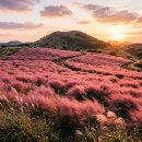 북천농장 | 9월 전국 핑크뮬리 명소 언제 피나 — 제주·하동·함안·서울 어디서 먼저 보나