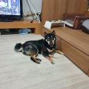 독독펜션 | (펜션/거제) 독독펜션 후기