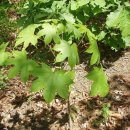 풀꽃농장 이미지