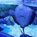 빅아일랜드 펜션 이미지