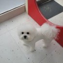 깔끔하개 이미지