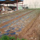 여천농장 이미지