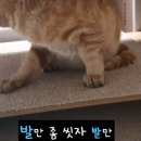 고양이발 이미지