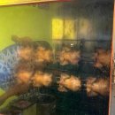 09옛치킨 이미지