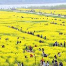 부산낙동강유채꽃축제 뉴시스